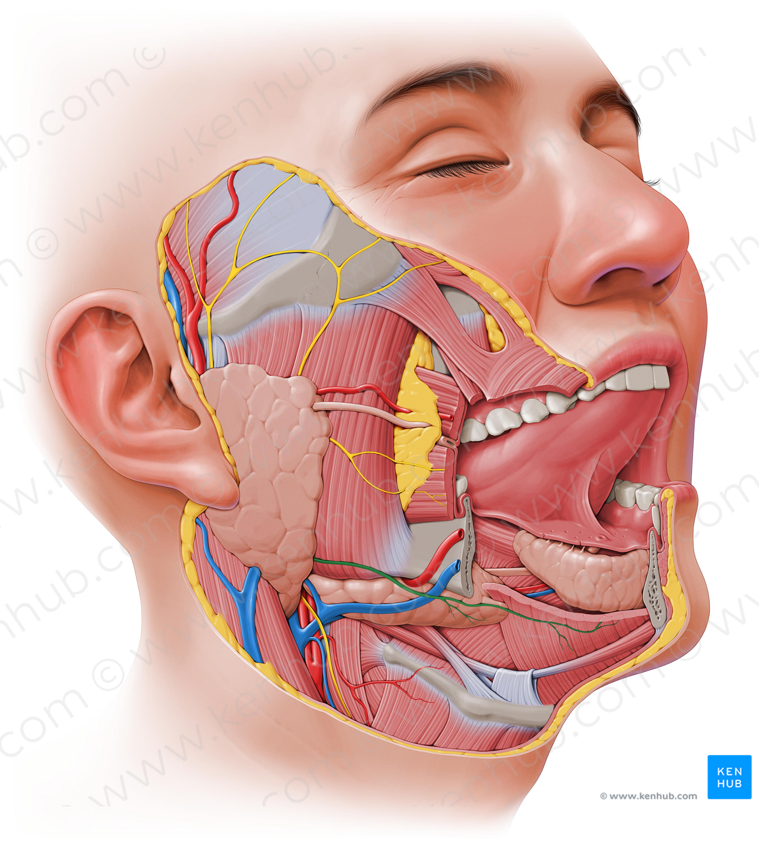 Marginal mandibular branch of facial nerve (#8732)