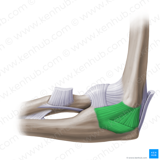Ulnar collateral ligament of elbow joint (#14160)