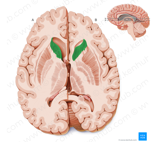 Head of caudate nucleus (#2421)