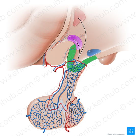 Median eminence of hypothalamus (#16218)