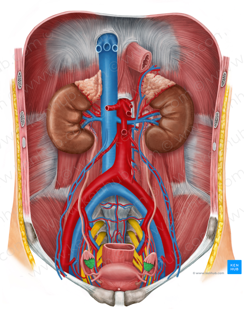 Ovary (#7579)