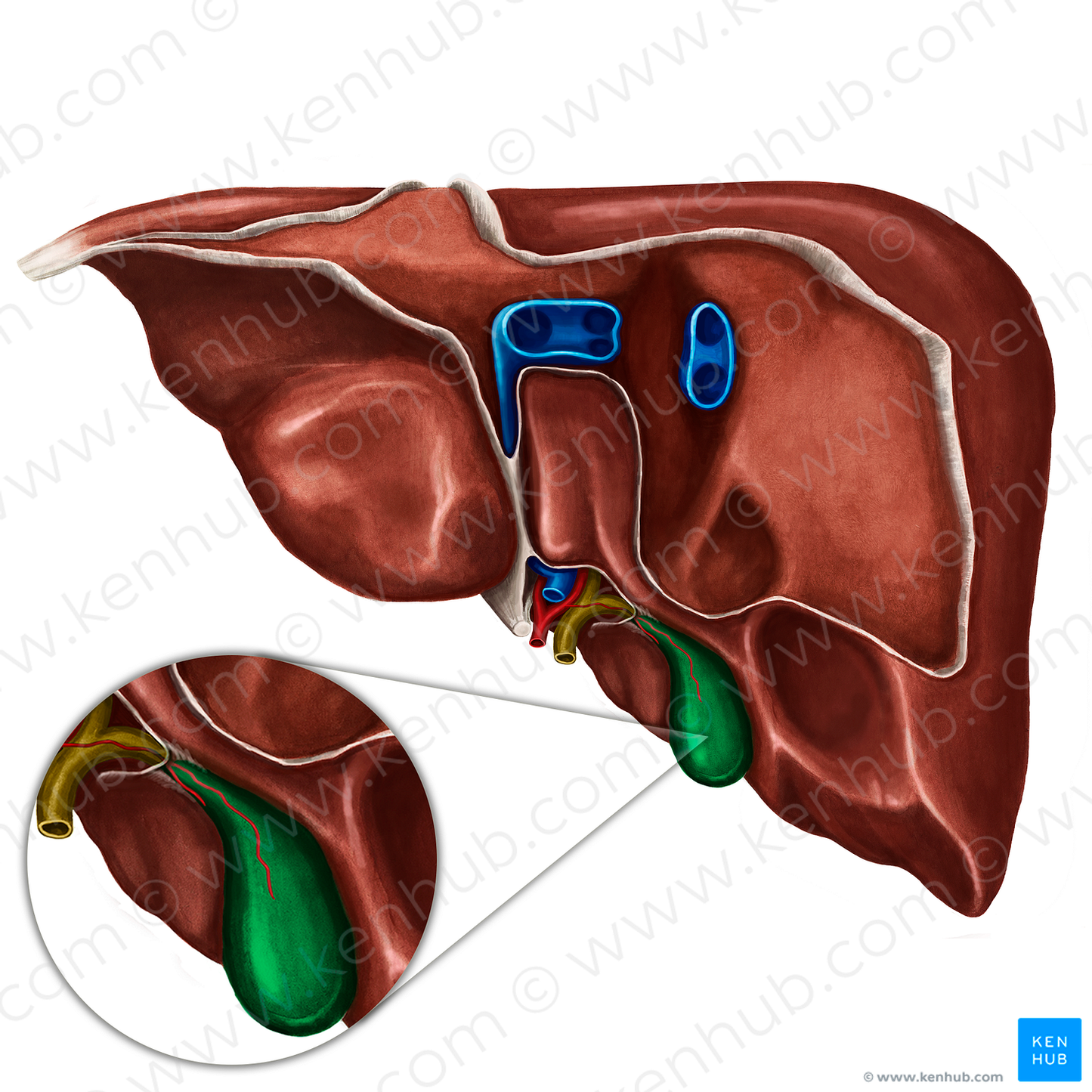 Gallbladder (#10792)