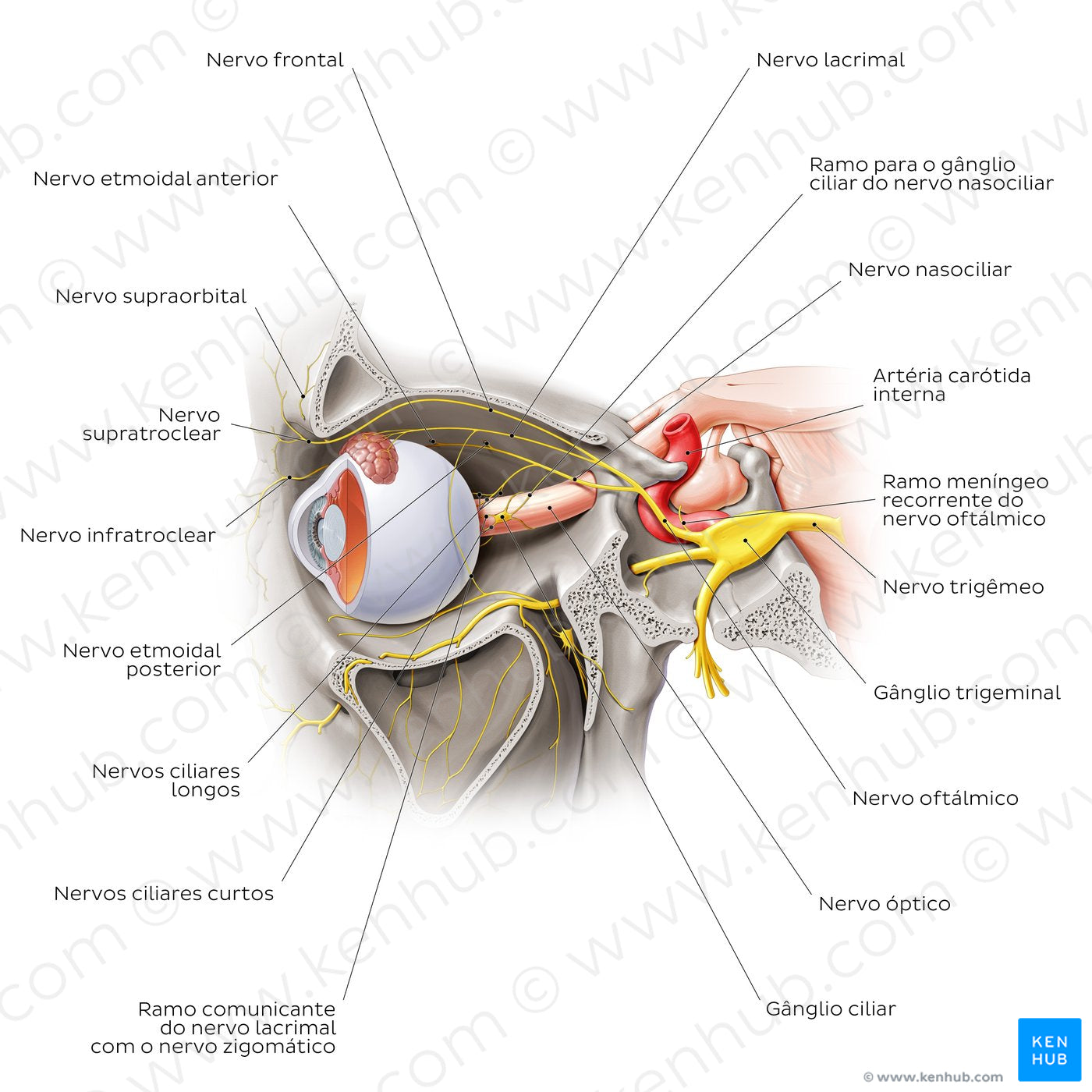 Ophthalmic nerve (Portuguese)