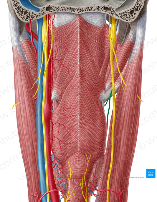 Superior laryngeal nerve (#6531)