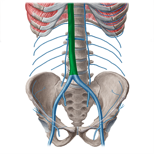 Inferior vena cava (#21552)