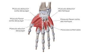 Muscles of the hand: main muscles (Spanish)