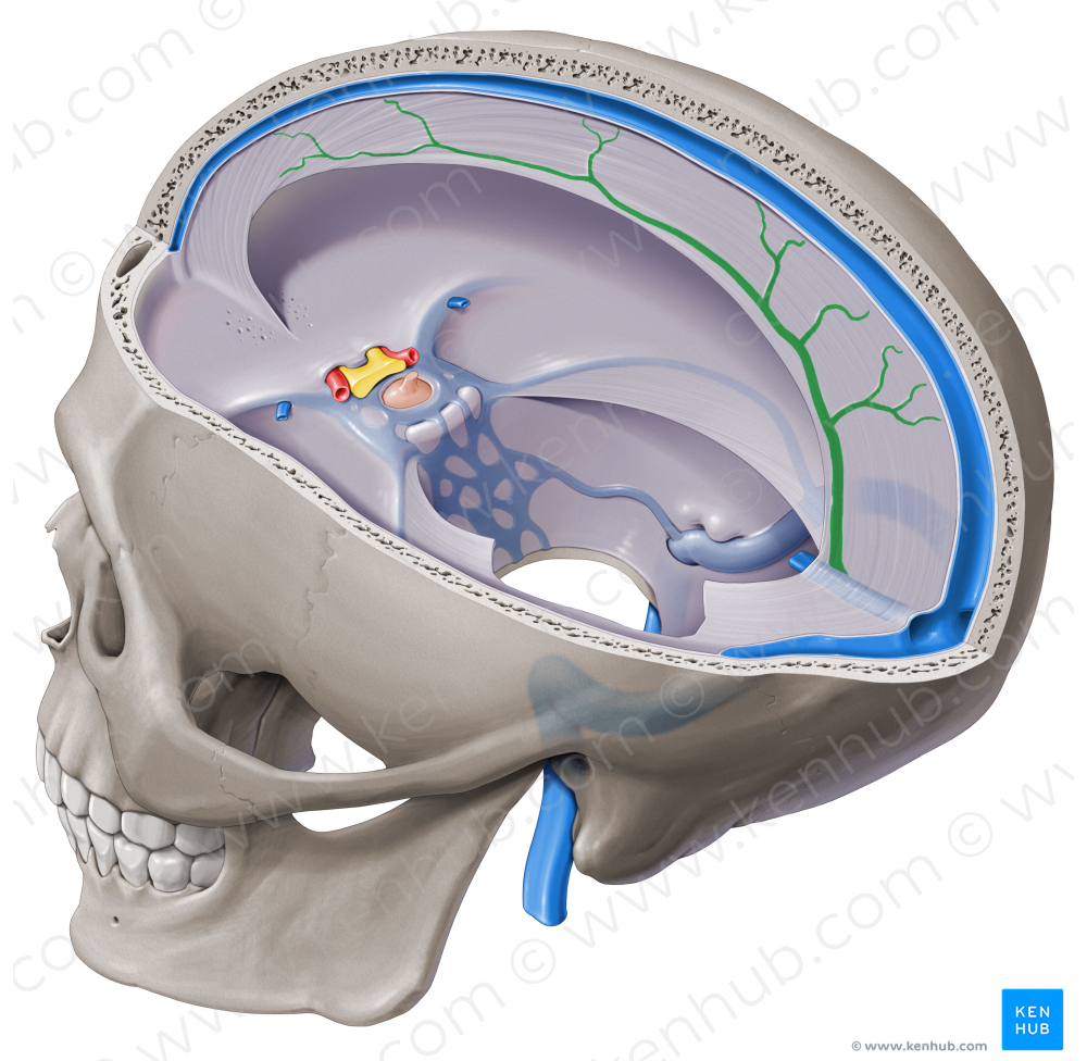 Inferior sagittal sinus (#9040)