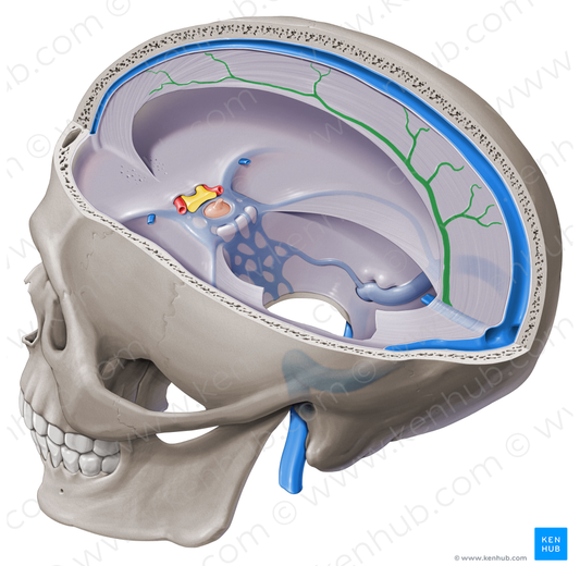 Inferior sagittal sinus (#9040)