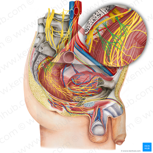 Pelvic splanchnic nerves (#6279)