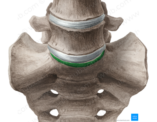 Promontory of sacrum (#8371)