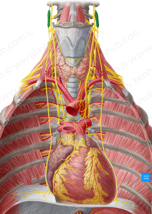 Superior cervical ganglion (#3958)