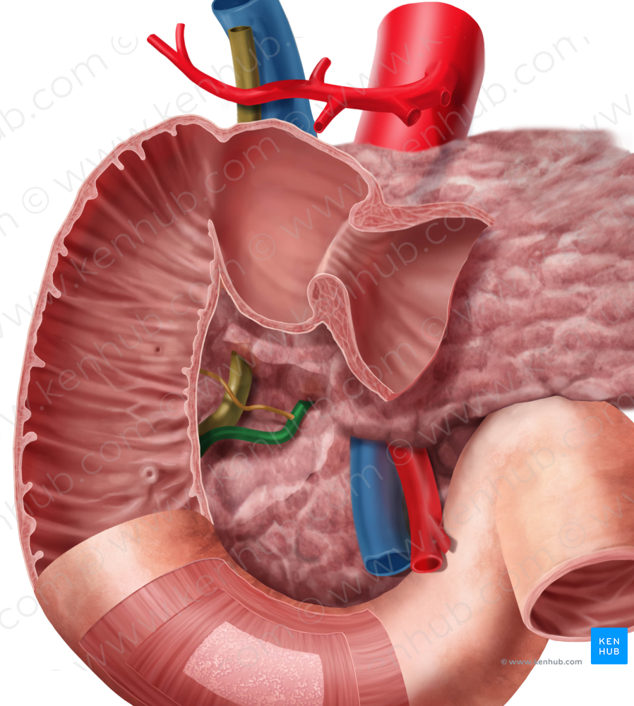 Pancreatic duct (#3336)