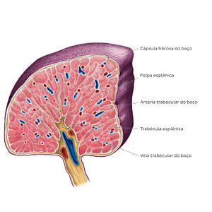 Cross section of the spleen (Portuguese)