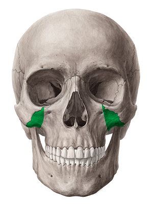 Zygomatic process of maxilla (#8360)