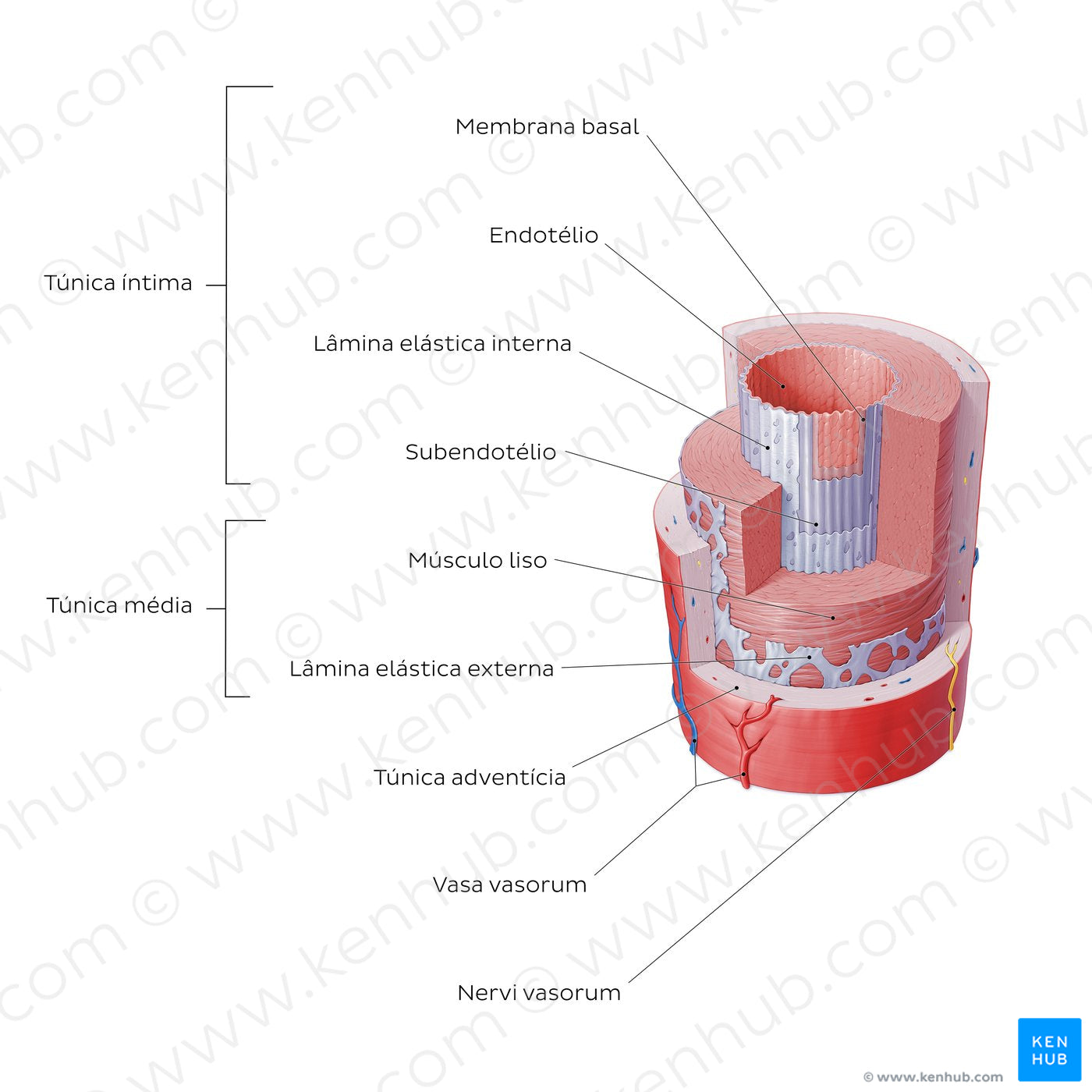 Structure of blood vessels: Artery (Portuguese)