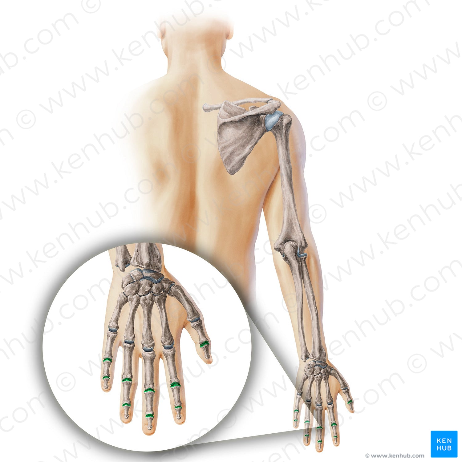 Interphalangeal joints of hand (#19902)