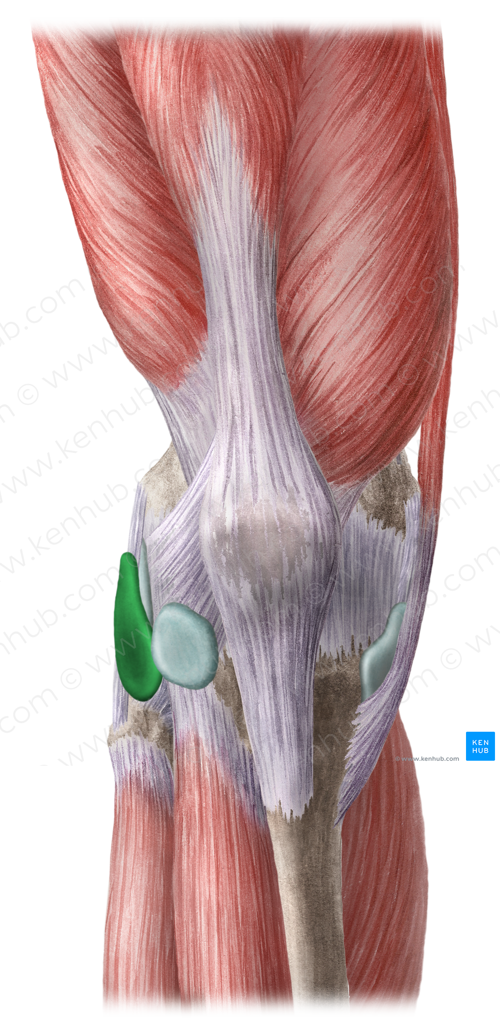 Inferior subtendinous bursa of biceps femoris muscle (#2274)