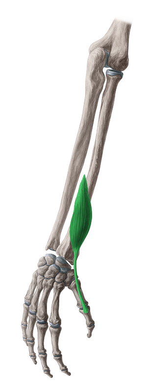 Extensor pollicis brevis muscle (#5341)