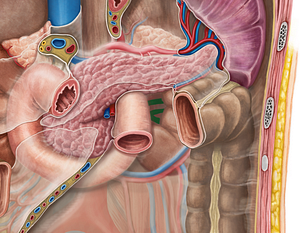 Left renal vein (#10553)