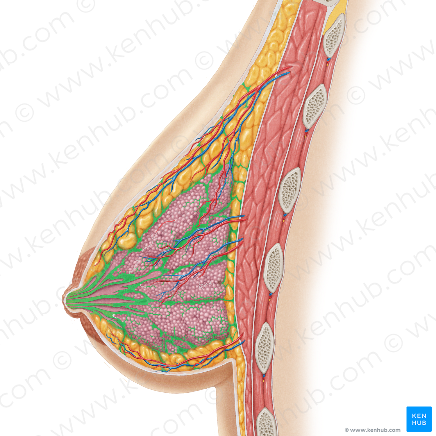 Suspensory ligaments of breast (#4465)