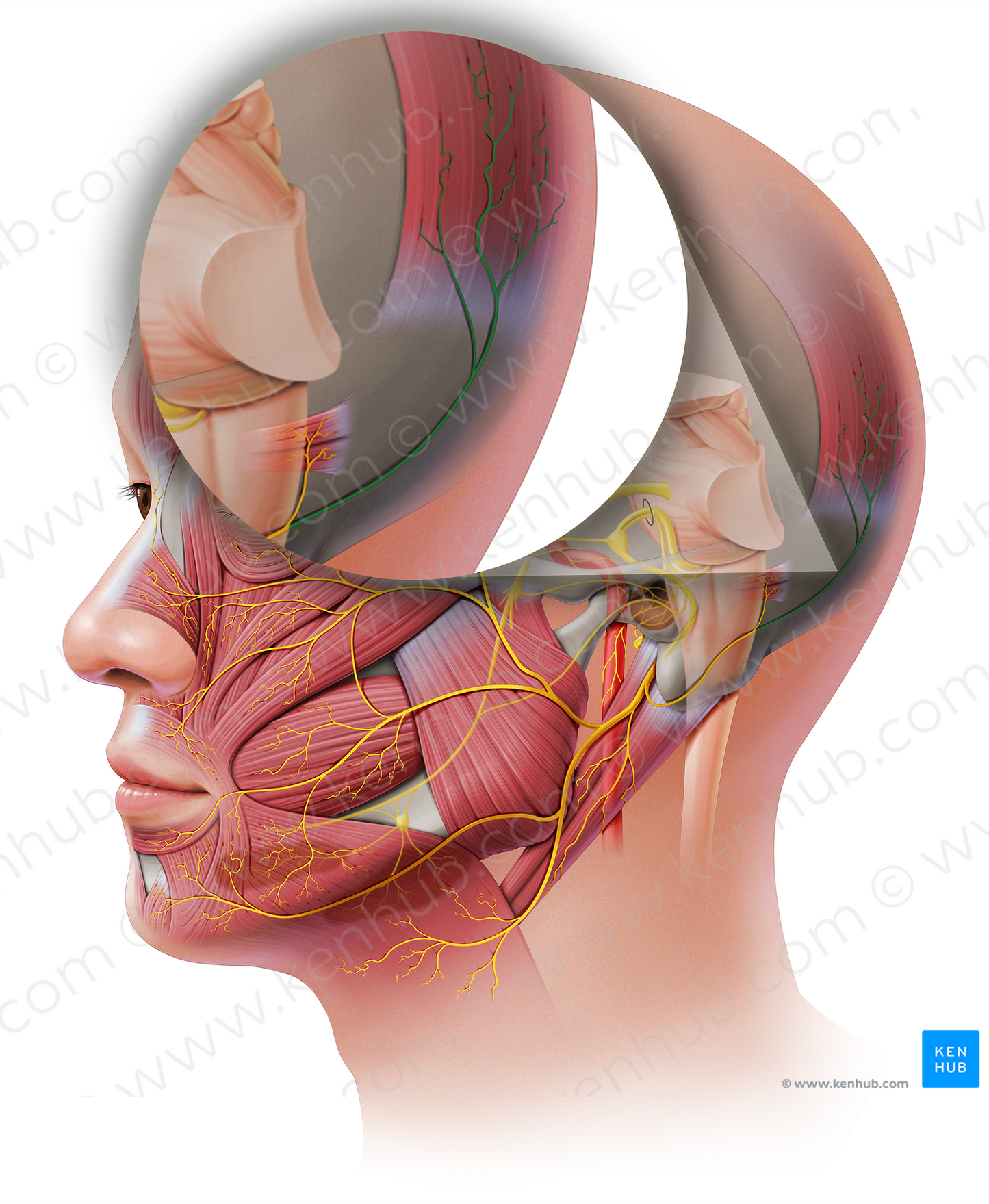 Occipital branch of posterior auricular nerve (#8763)