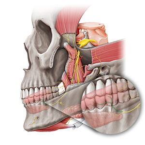 Lingual branches of lingual nerve (#20470)