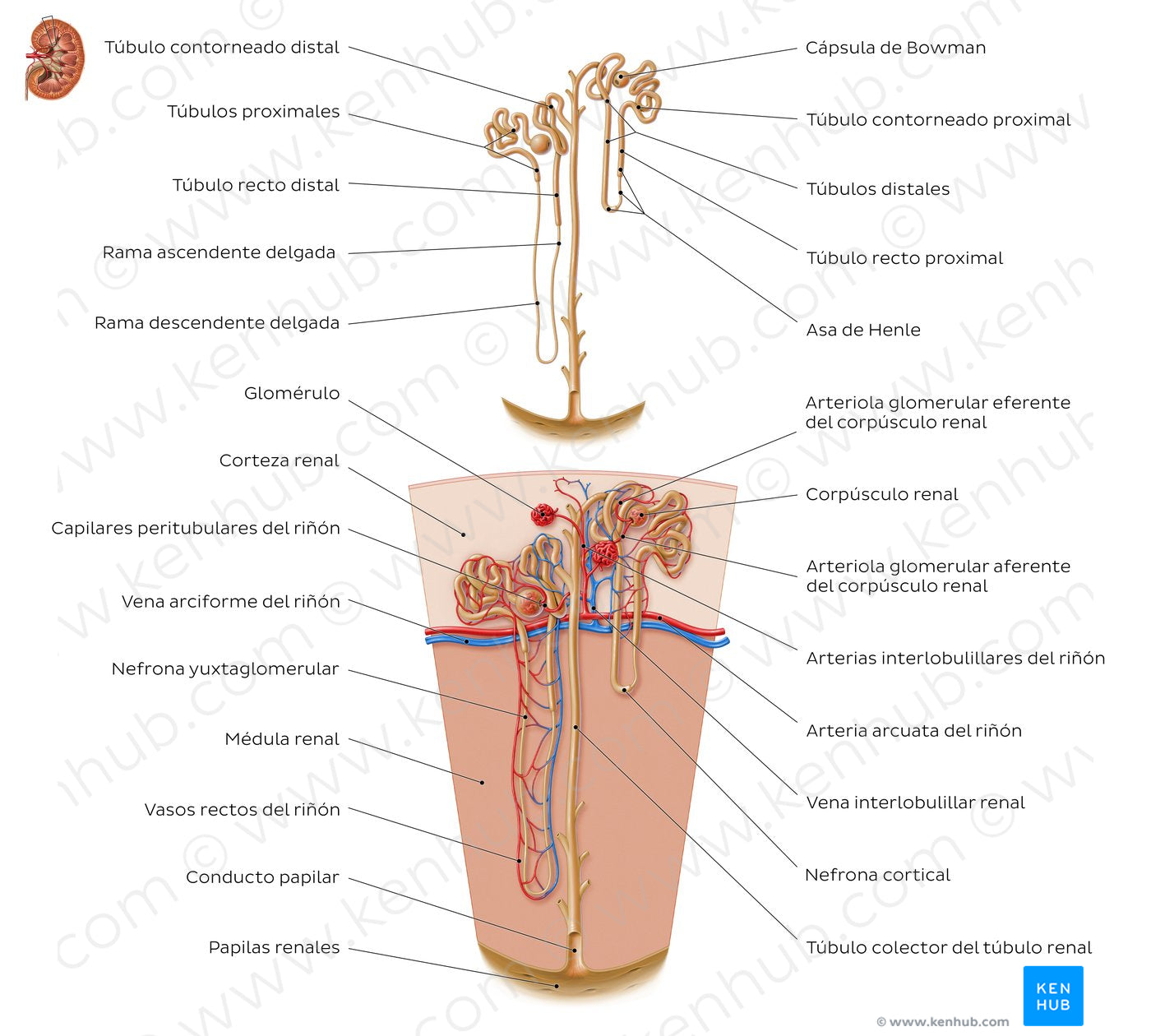 Nephron (Spanish)