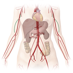 Deep brachial artery (#1648)