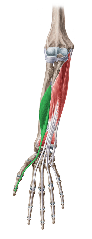 Flexor pollicis longus muscle (#5386)