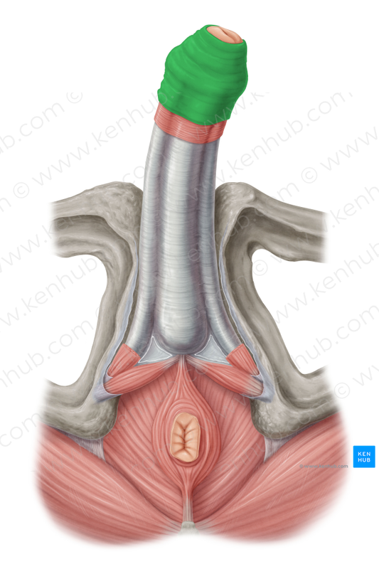 Prepuce of penis (#8152)