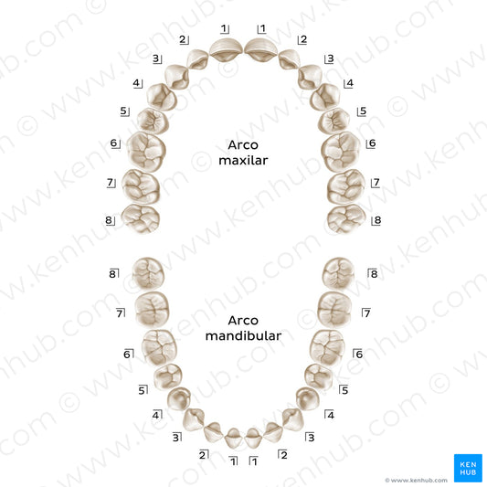 Palmer Notation (permanent teeth) (Spanish)