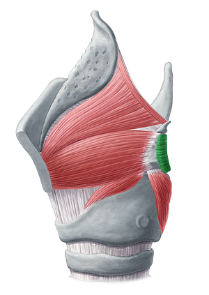 Transverse arytenoid muscle (#5211)