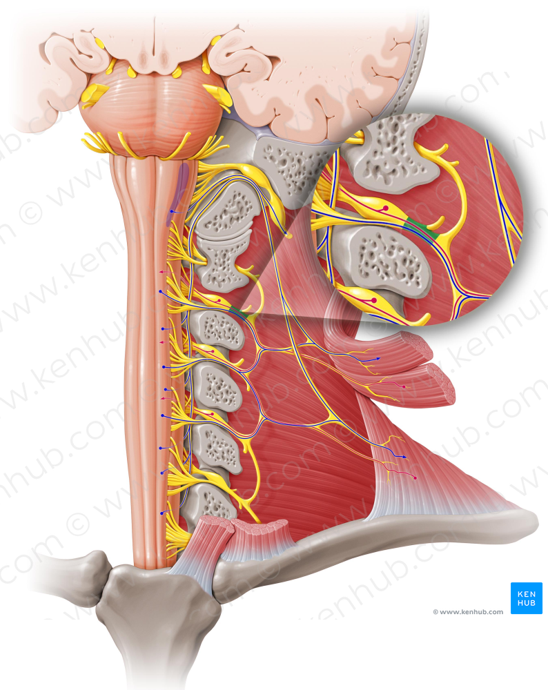 Spinal nerve C2 (#6729)