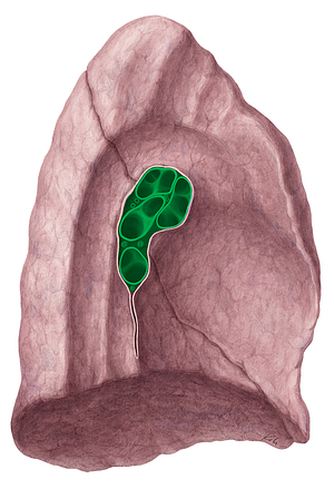 Hilum of lung (#21471)