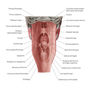 Pharyngeal mucosa (Spanish)