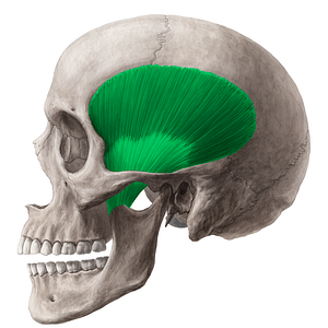 Temporalis muscle (#6068)