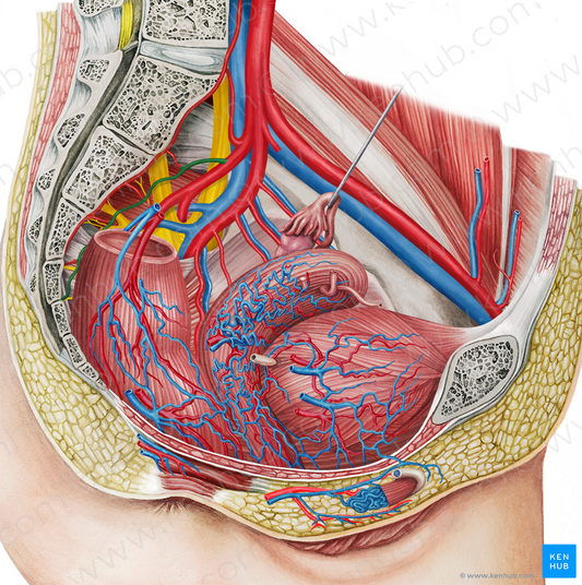 Lateral sacral artery (#1757)