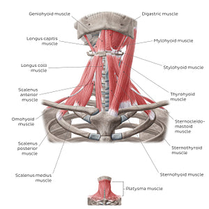 Muscles of the anterior neck (English)