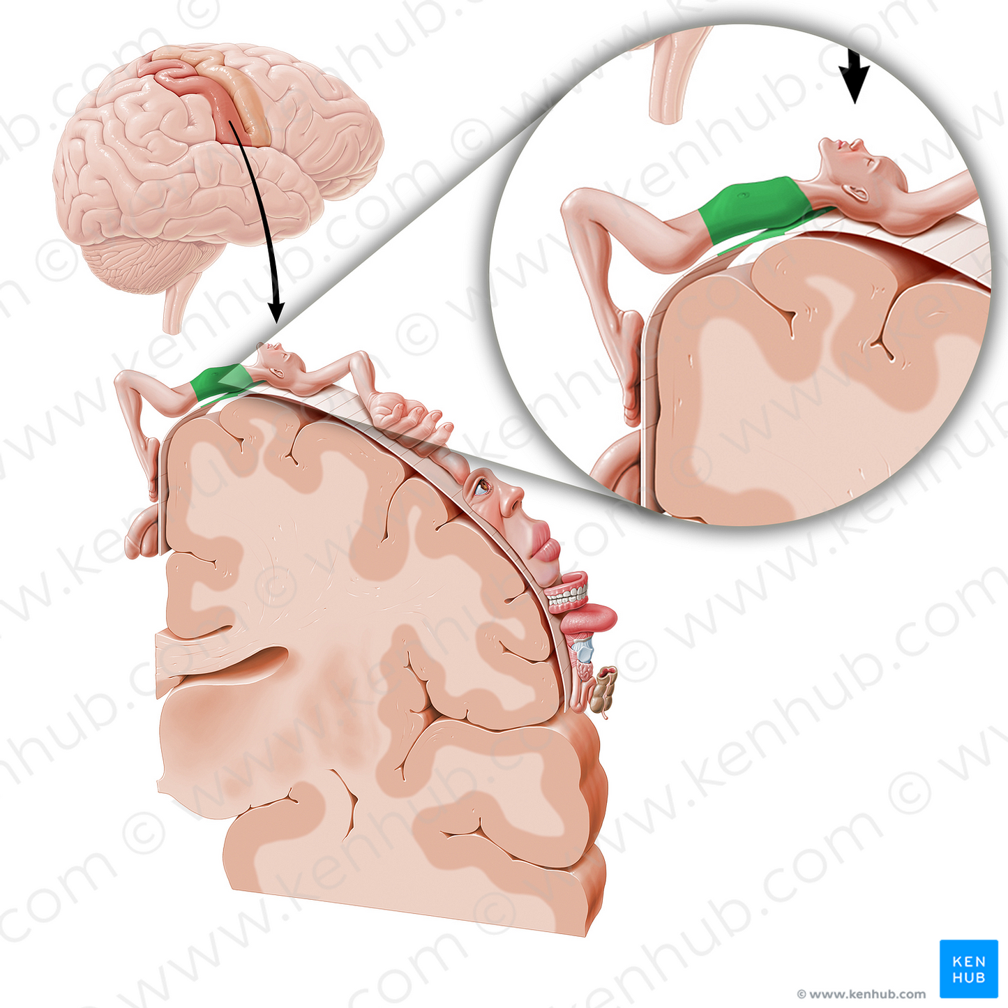 Sensory cortex of trunk (#11065)