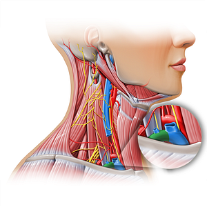 Subclavian vein (#11148)