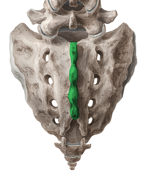 Median sacral crest (#3128)