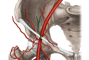 Superficial epigastric artery (#1195)