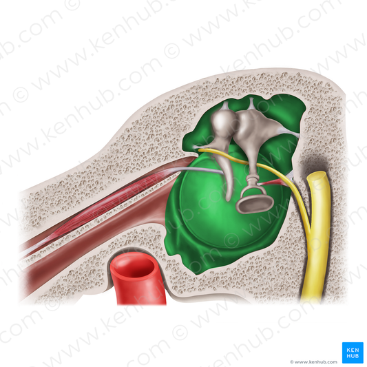 Membranous wall of tympanic cavity (#20598)