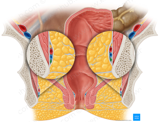 Perineal nerve (#6656)