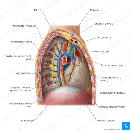 Contents of the mediastinum: Right lateral view (English)