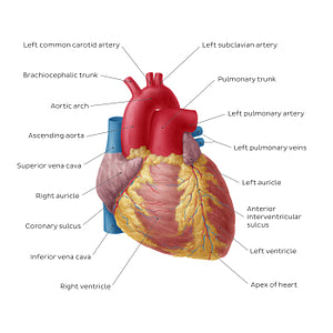Anterior view of the heart (English)