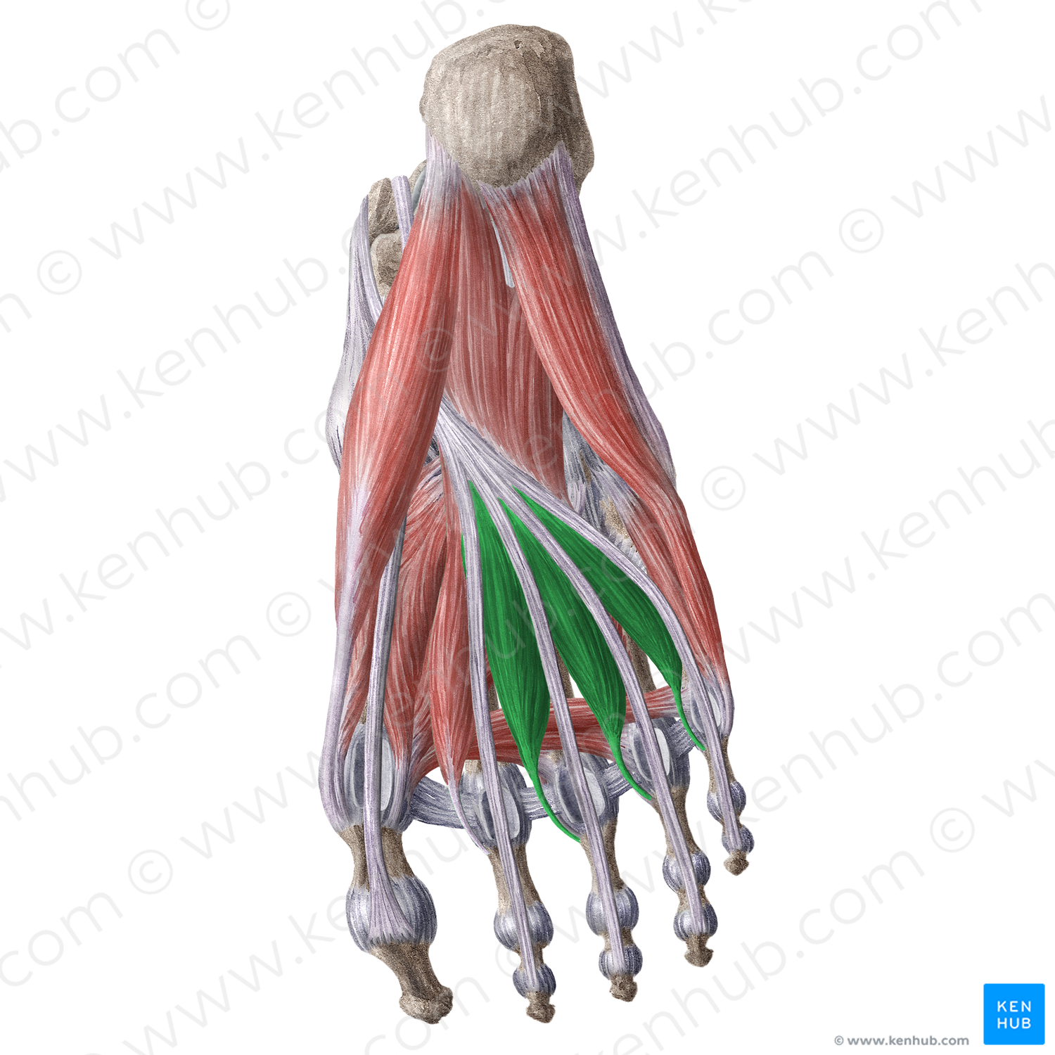 2nd-4th lumbrical muscles of foot (#16189)