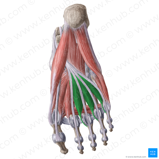 2nd-4th lumbrical muscles of foot (#16189)