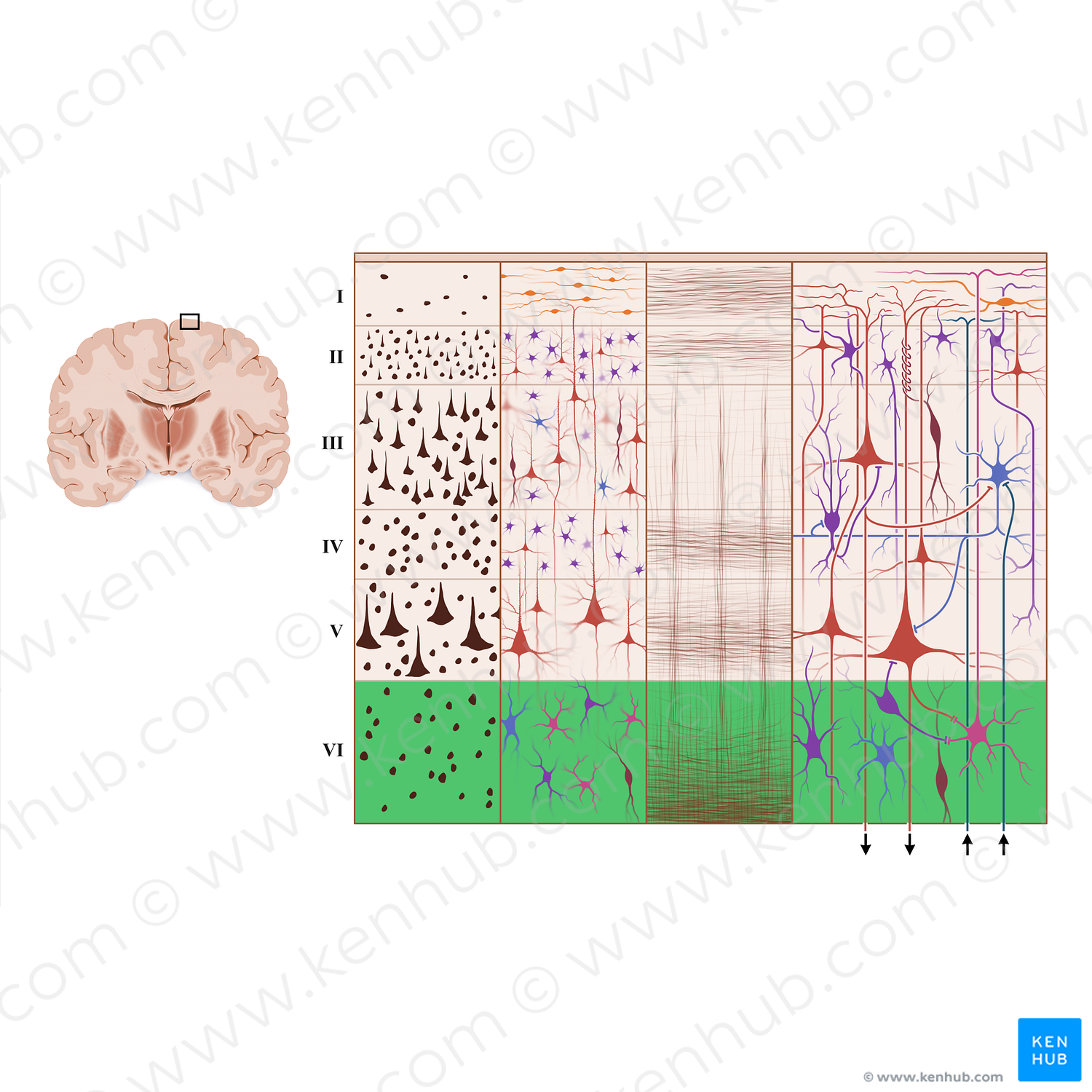 Multiform layer of cerebral cortex (#18946)