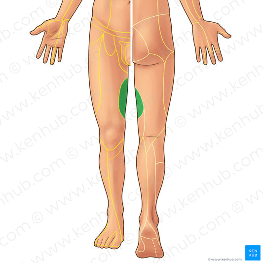 Obturator nerve (#21894)